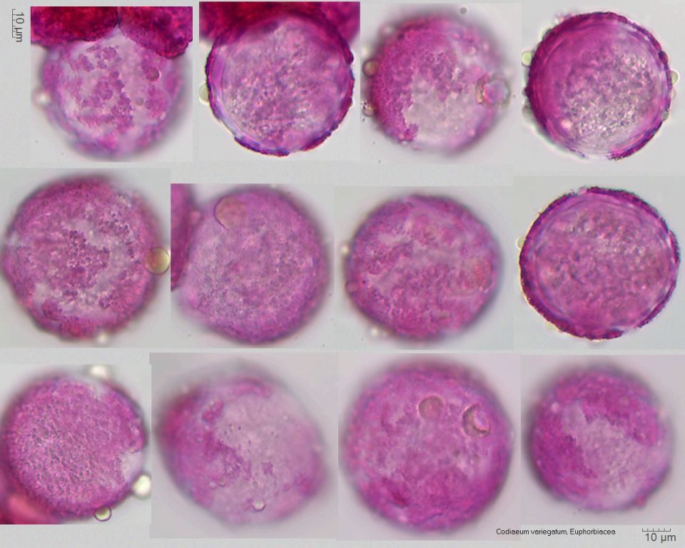 Pollen von Codiaeum variegatum
