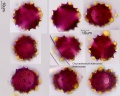 Chrysanthemum frutescens (1).jpg