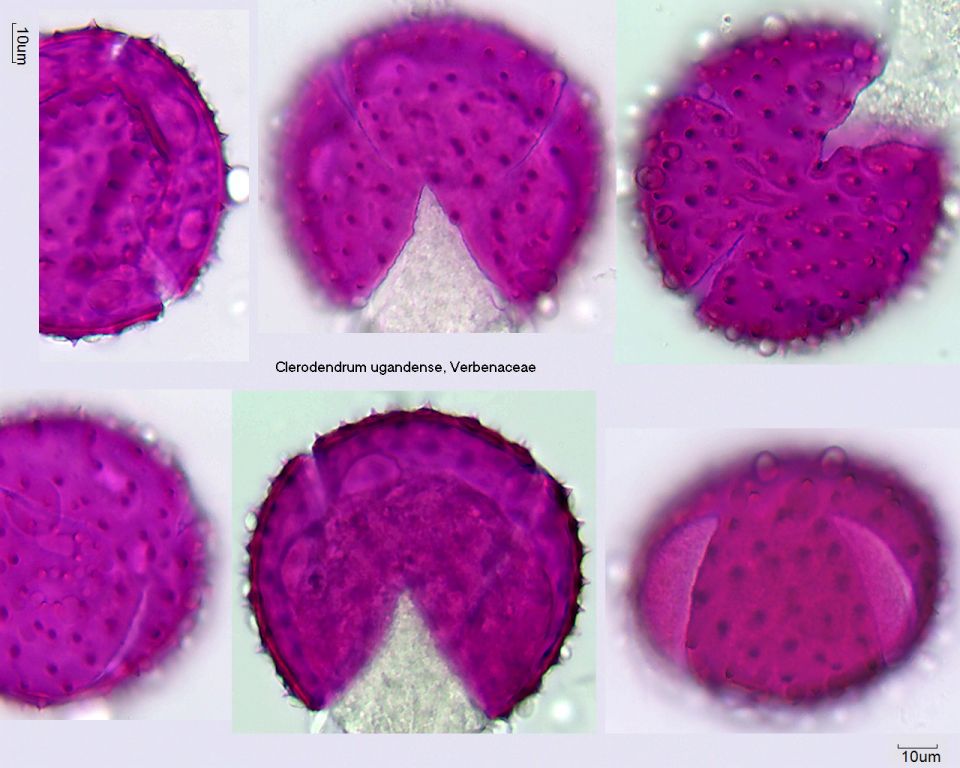 Pollen von Clerodendrum ugandense